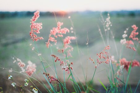 Green field