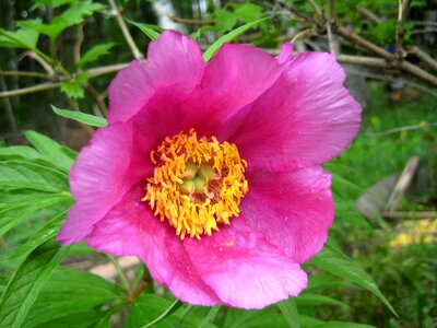 Details flower garden horticulture