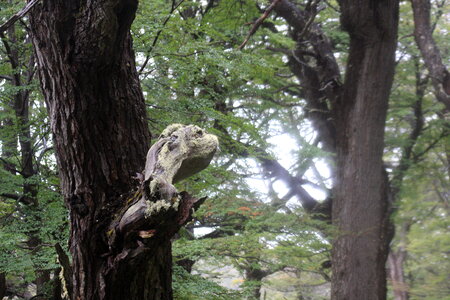 View of a dead tree photo