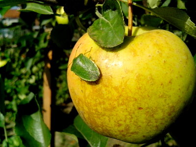 Apple beetle bug