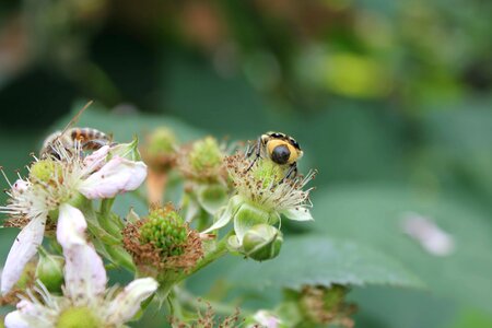 Beetle insect honeybee