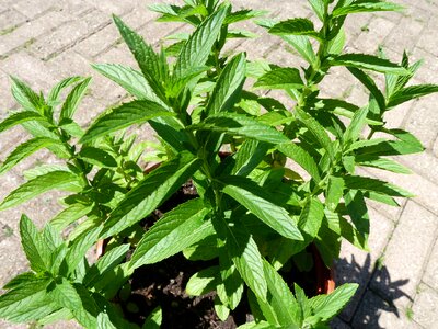 Plant aroma fresh