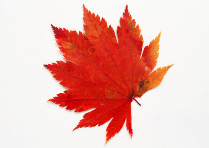 Red maple leaf photo