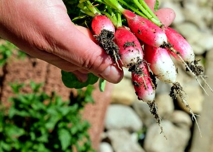 Agriculture calorie delicious photo