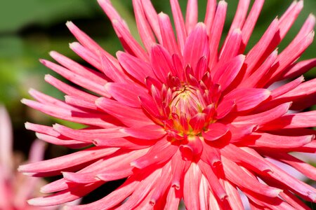 Plant composites pink