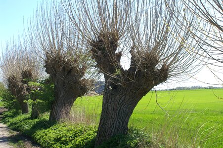 Landscape root forest photo