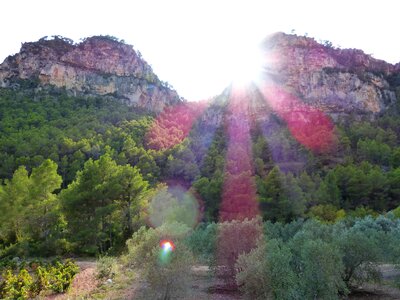 Landscape olive trees priorat