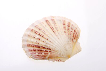 Seashell photo