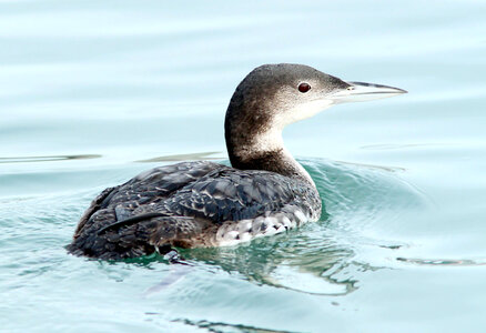 Common Loon-1