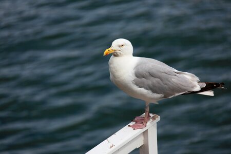 Gull mouth ocean photo