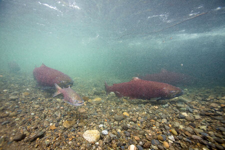 Chinook salmon-2