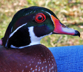 Colorful Male Wood Duck photo