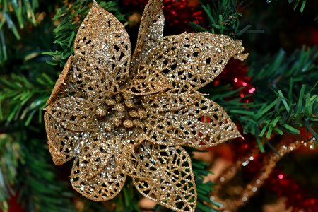 Christmas christmas tree colorful photo