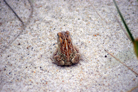 Fowler's Toad