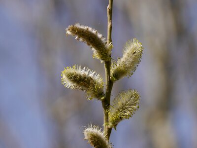 Nature plant season