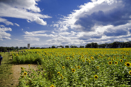 Farm sunflowers with streaks of clouds in the sky at Pope Conservancy