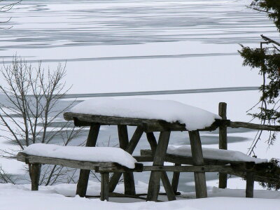 Snow covered forest with bench photo