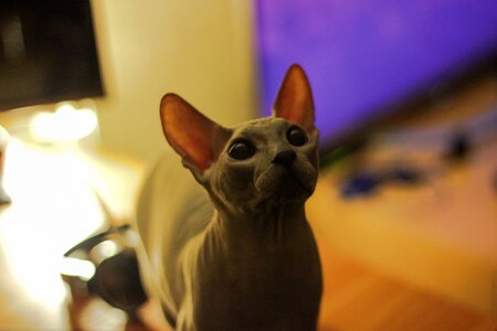 Sphinx bald boots