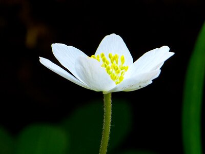 Blossom bloom white photo