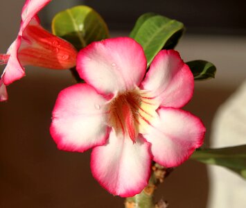 Beautiful beautiful flowers biology