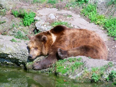 Bear animal mammal
