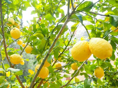 Citrus × limon citrus fruit