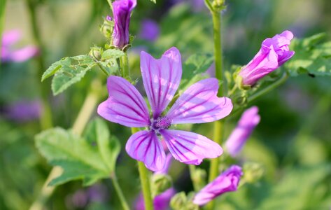 Wild flower blossom bloom photo