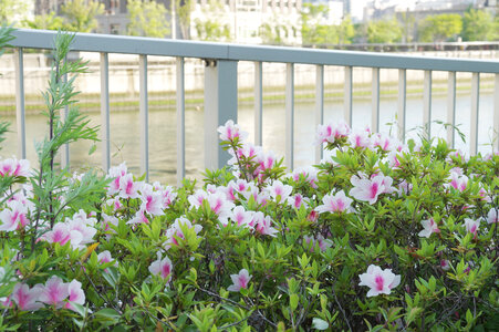 33 Flower