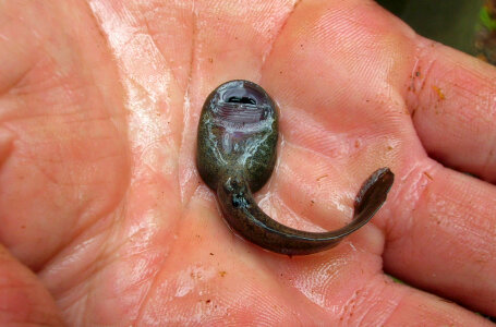 Tadpole of Rocky Mountain Tailed Frog - Ascaphus montanus