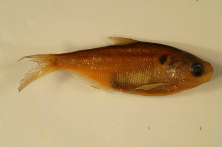 Dorosoma cepedianum