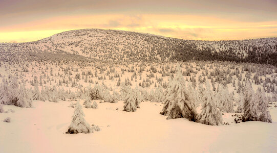 Snowy Trees in the winter landscape photo