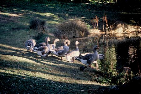 Geese greylag 