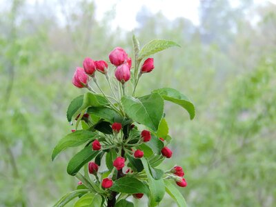 Agriculture apple berry photo