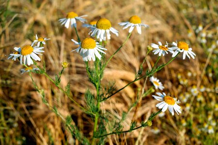 Beautiful Flowers bloom blooming