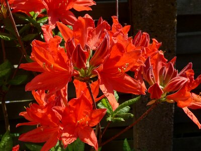 Flowers plant spring