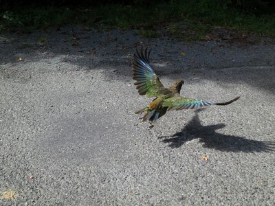 Parrot flight animal photo