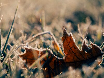 Grass macro brown grass