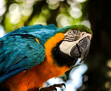Tropical bird parrot pet