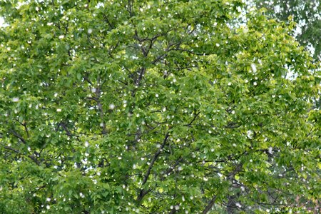 Wind branch tree