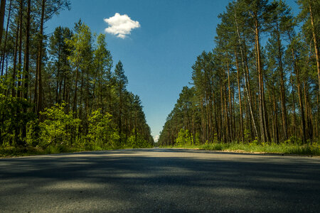 Straight Asphalt Road in the Forest photo