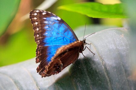 Butterfly colorful delicate photo