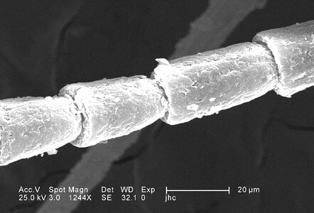 Chef flagellum magnification