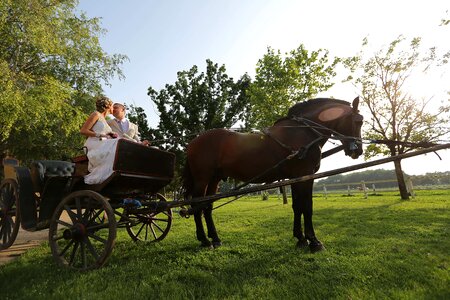 Carriage bride groom
