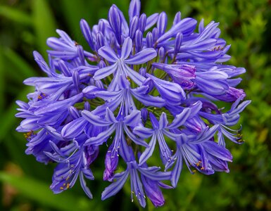 Blue purple flowerhead photo