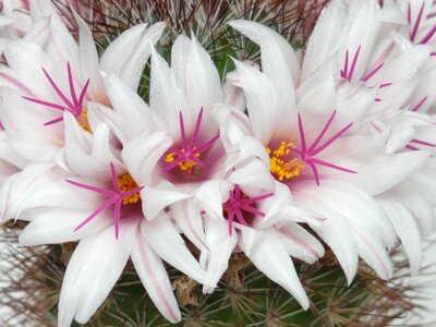 Bloom mammillaria albicans mammillaria