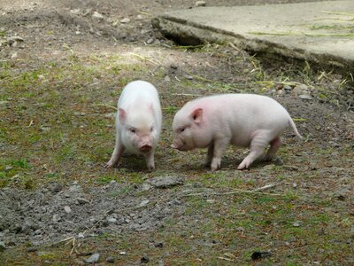 Agriculture cute piglet photo