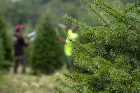 trimming and shaping Christmas trees photo