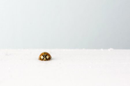 Ladybug lucky charm luck photo