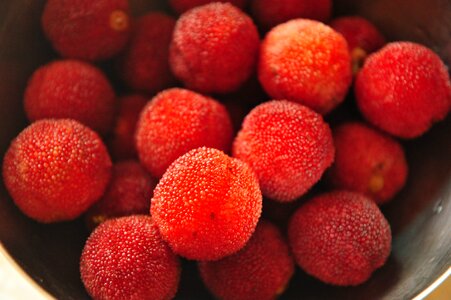 Fruit red bayberry fruits