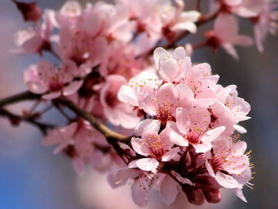 Beautiful Photo bloom blooming